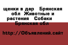 щенки в дар - Брянская обл. Животные и растения » Собаки   . Брянская обл.